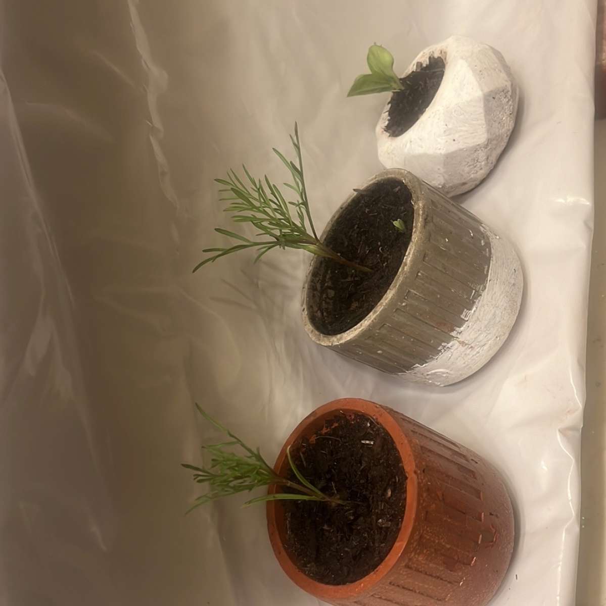 12 10 8 pots with a plant