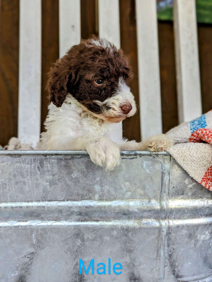Labradoodle Puppies