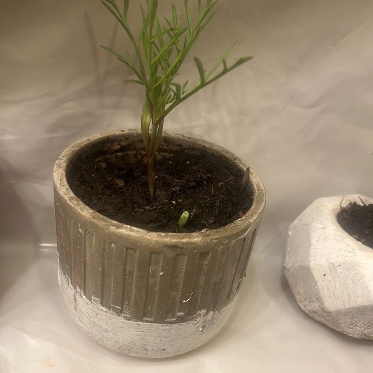 12 10 8  pots with plant