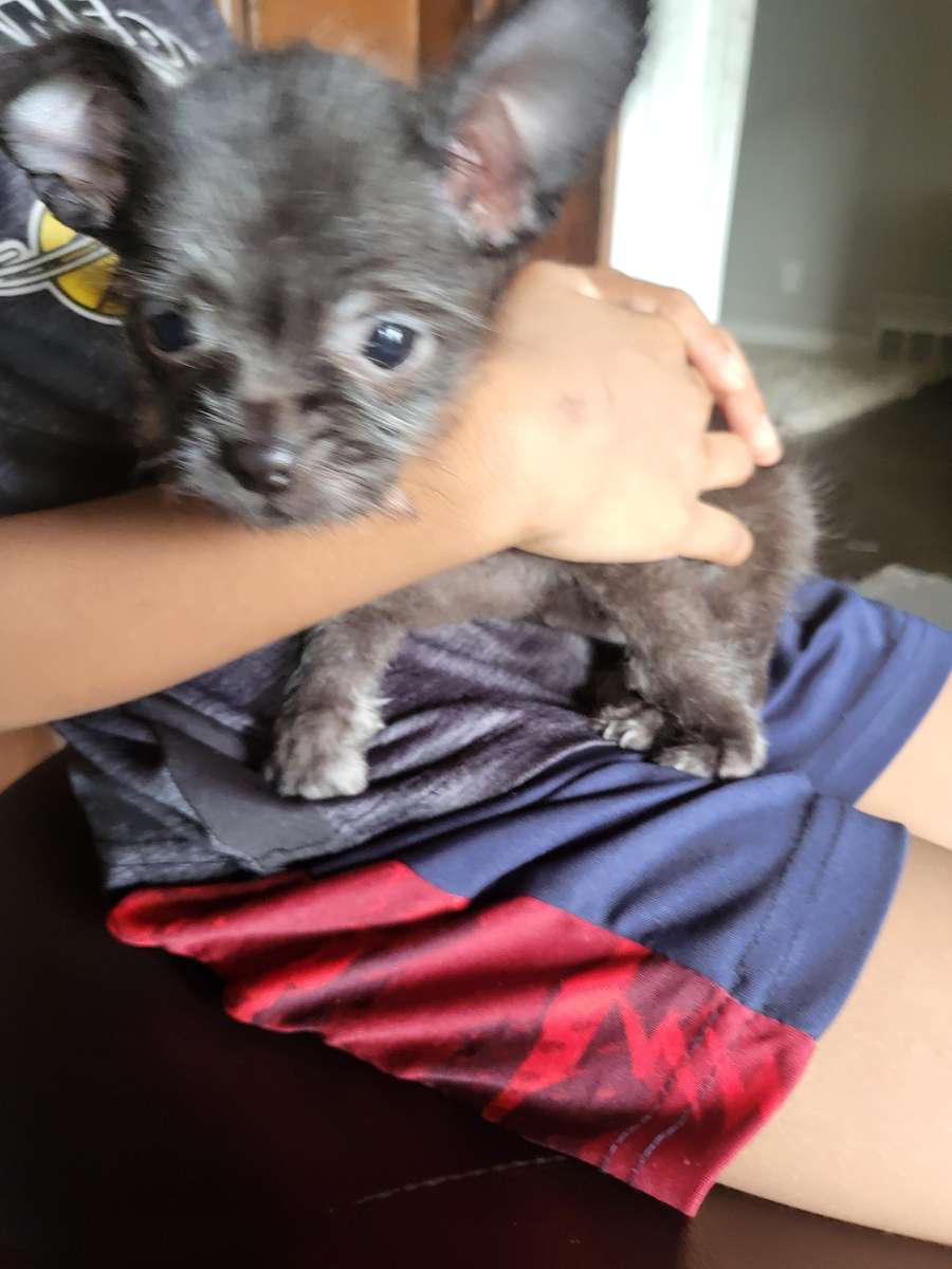 Chihuahua puppy