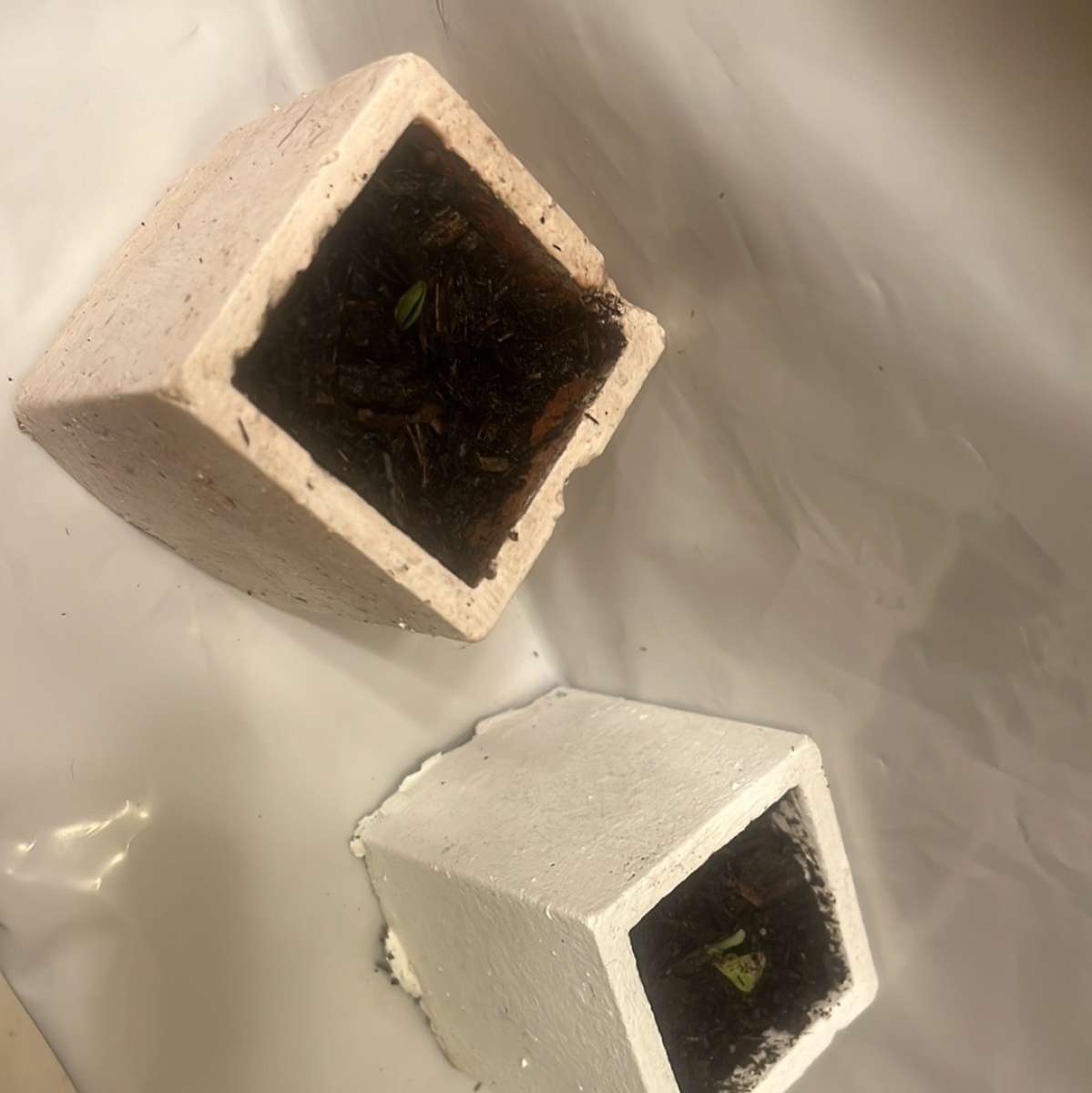 12 10 8  pots with plant