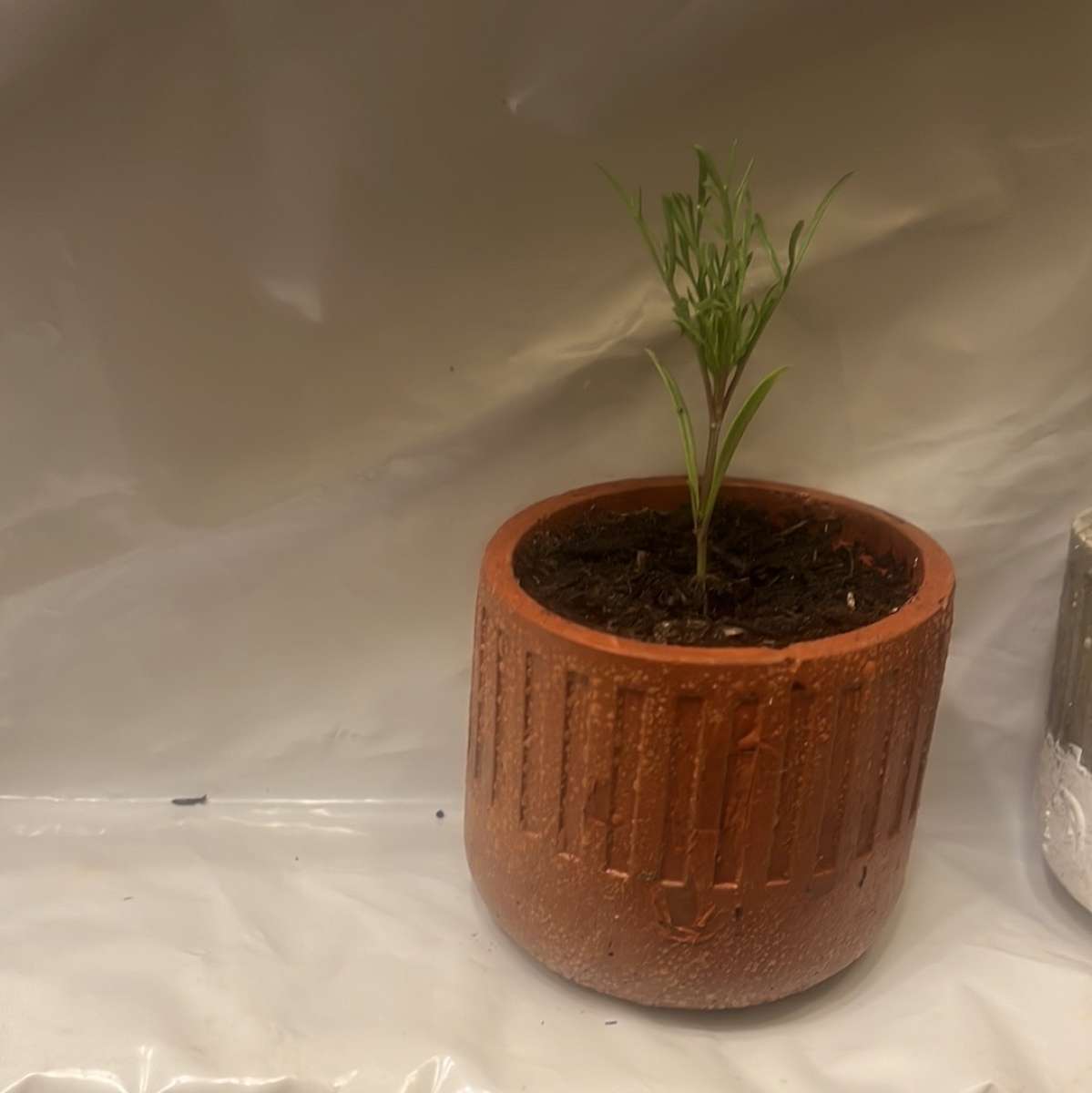 12 10 8  pots with plant