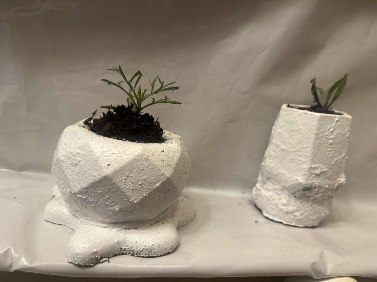 12 10 8  pots with plant