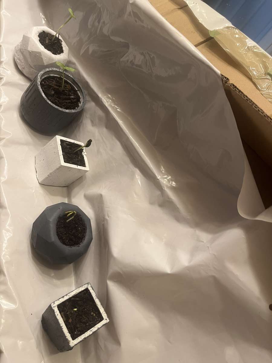 12 10 8 pots with a plant