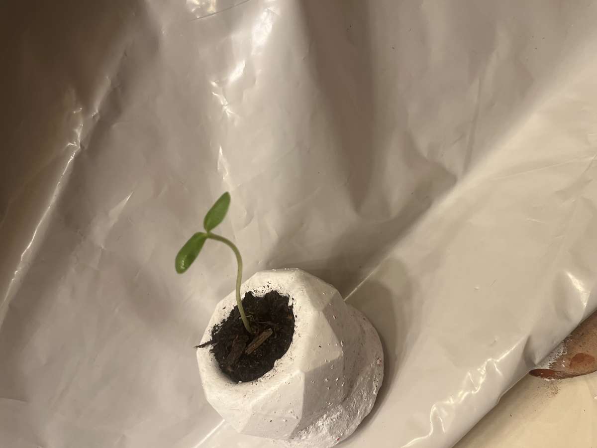 12 10 8 pots with a plant