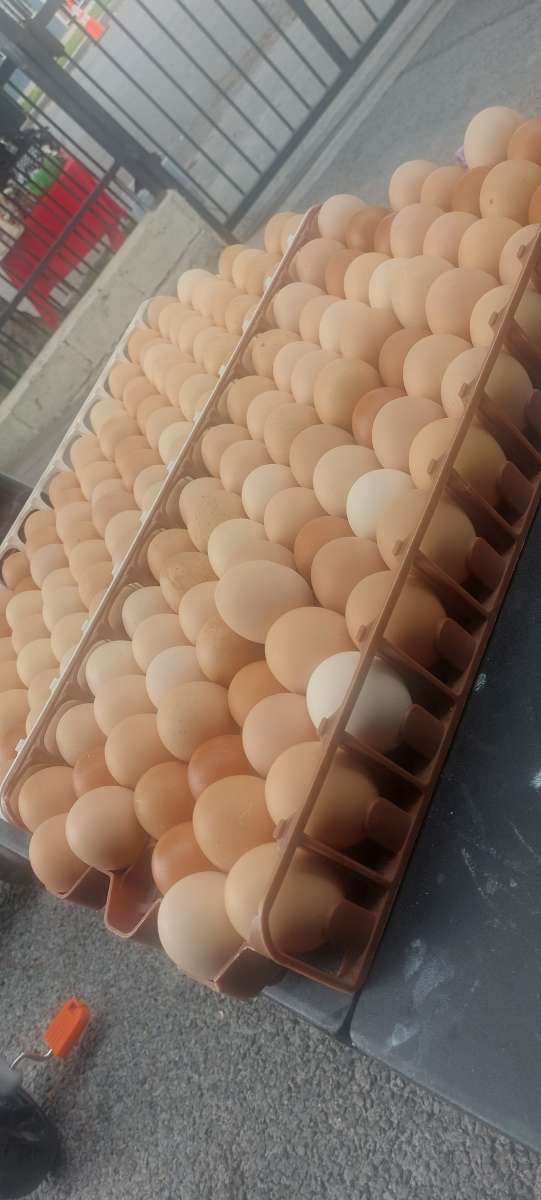 huevos organicos