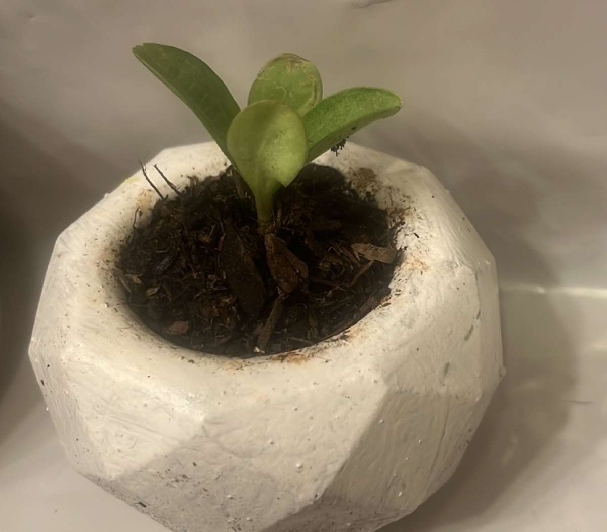 12 10 8  pots with plant