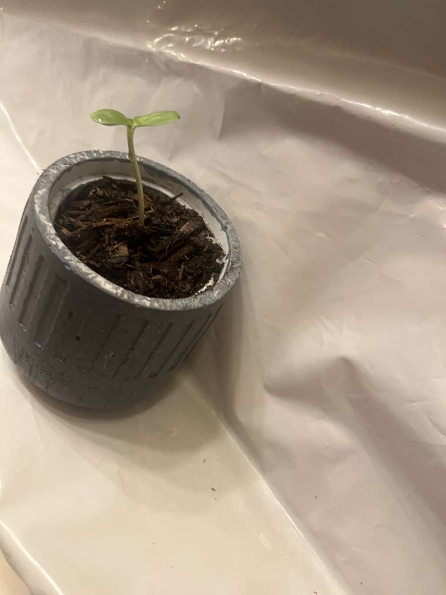 12 10 8 pots with a plant