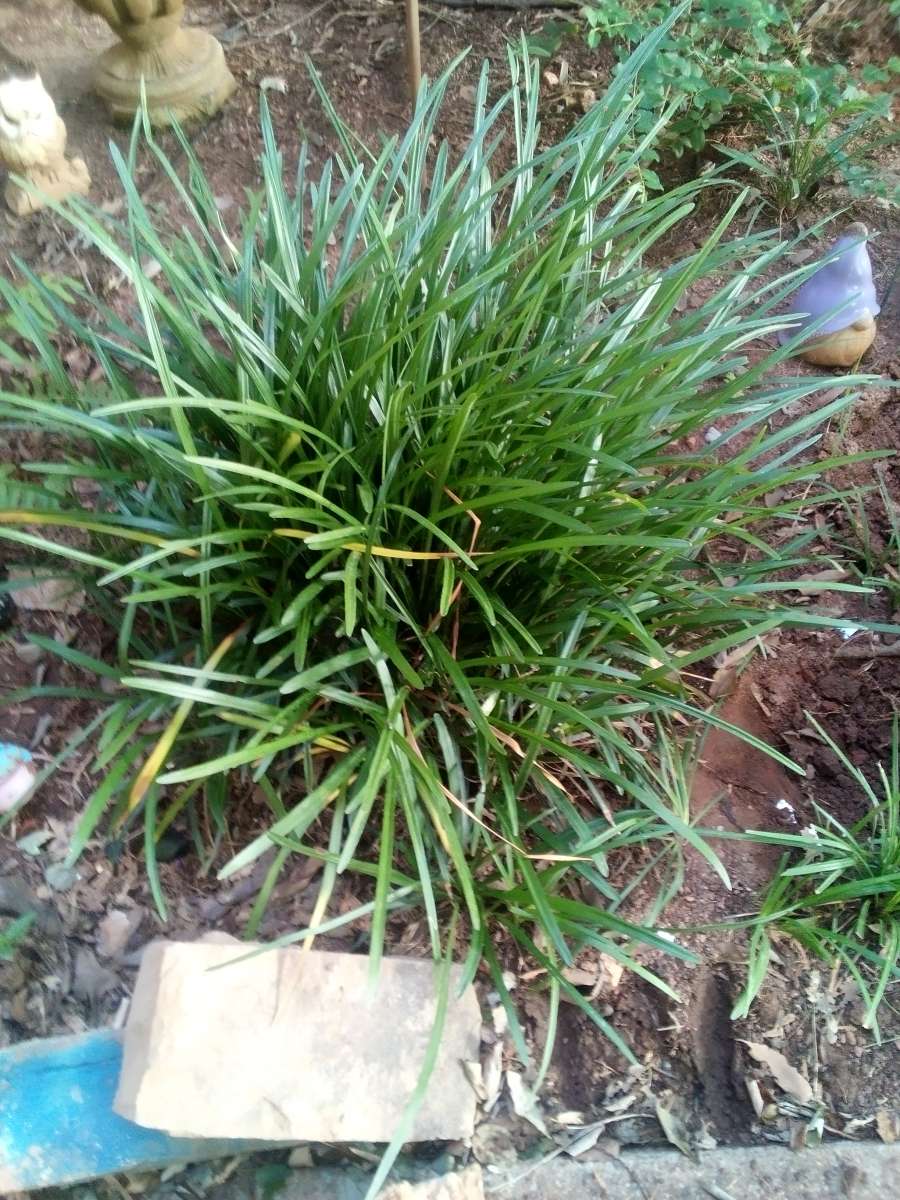 Virginia Climbing rose bushes irises and monkey grass