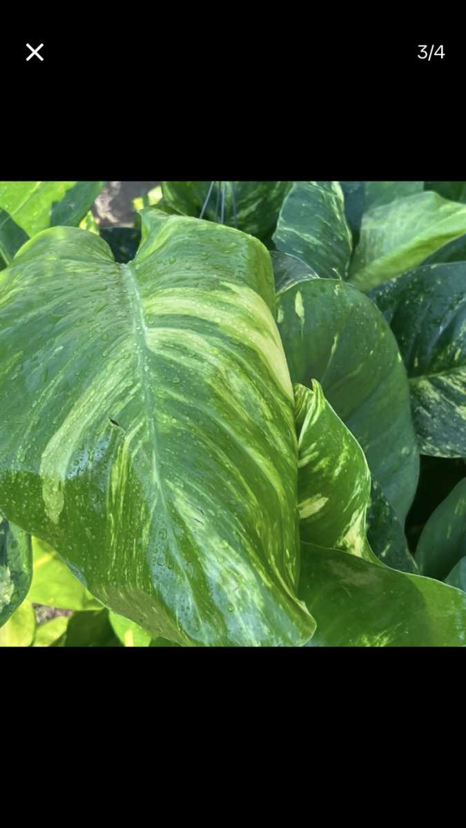 Beautiful House Plants and Succulent