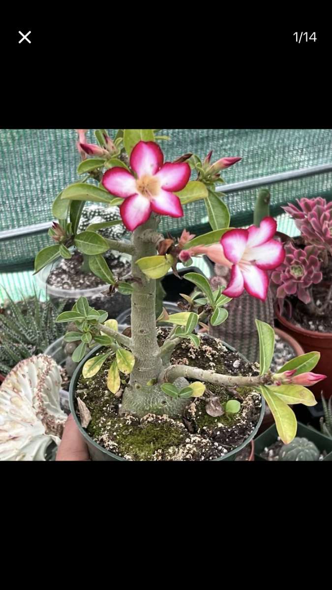 Beautiful House Plants and Succulent