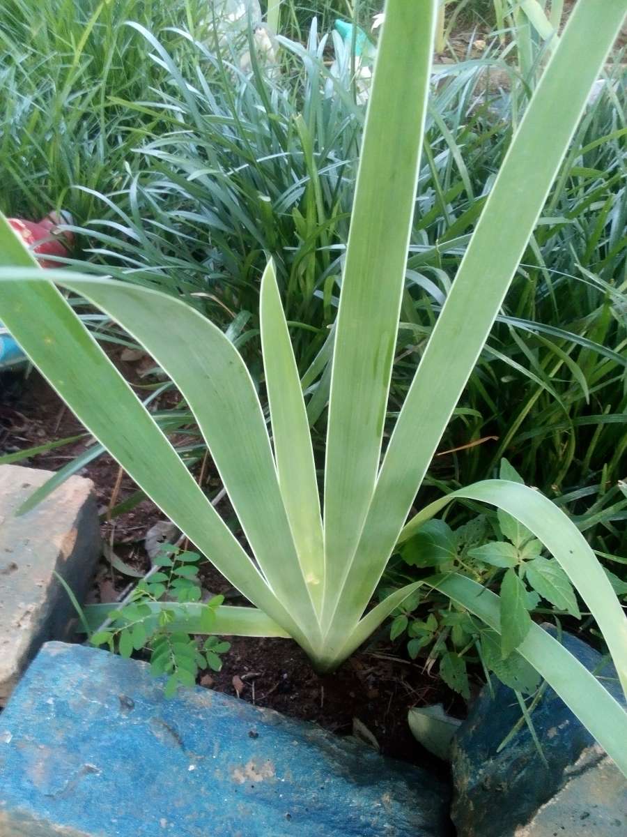 Virginia Climbing rose bushes irises and monkey grass