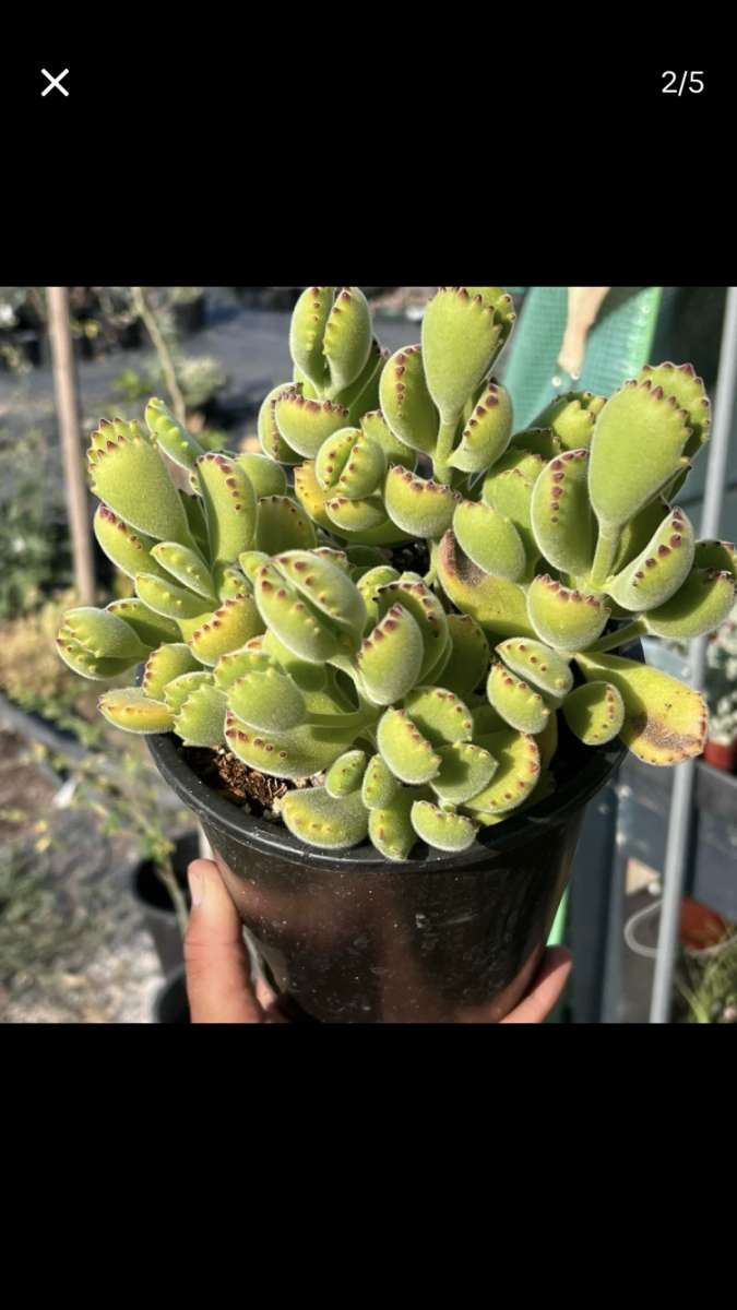 Beautiful House Plants and Succulent