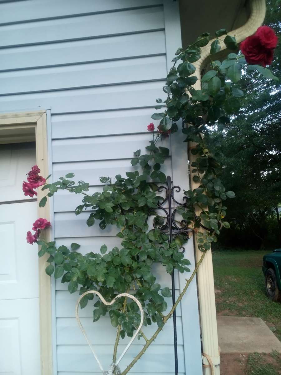 Virginia Climbing rose bushes irises and monkey grass