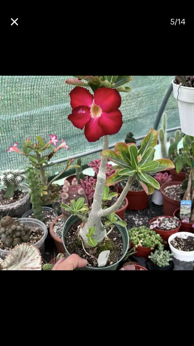 Beautiful House Plants and Succulent