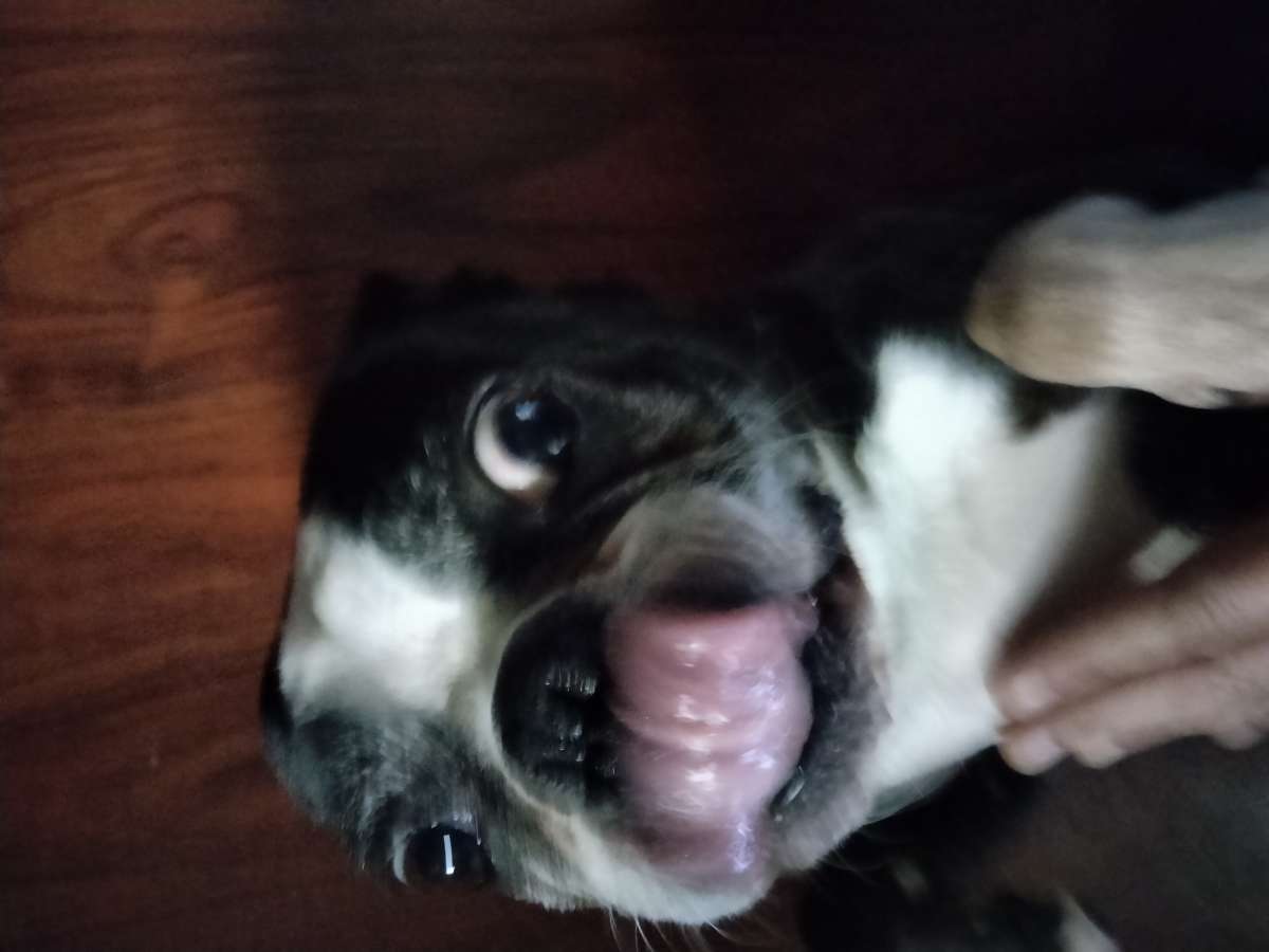 Boston terrier doggies