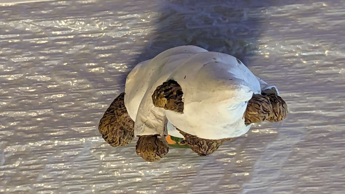 Resin Teddy Bear in a Ghost Costume with a Pumpkin