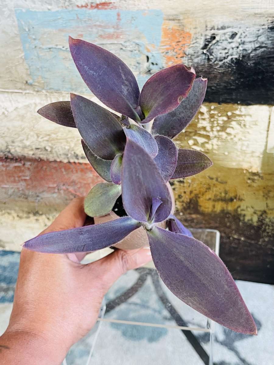 Purple Heart Tradescantia