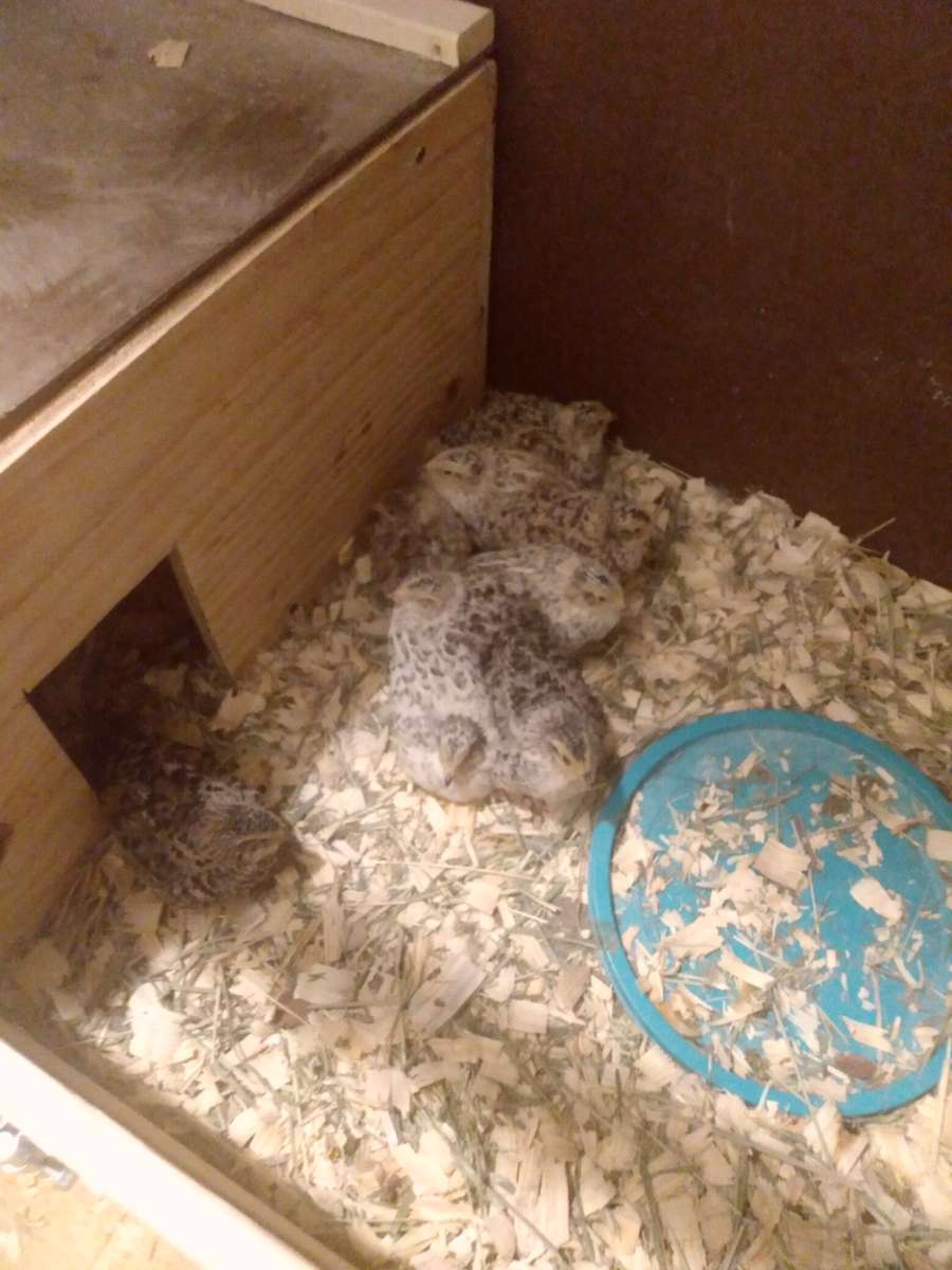 quail and quail products