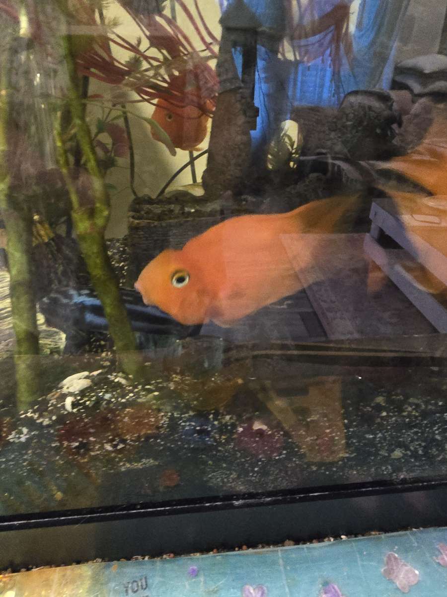 African cichlids convicts and blue polar parrots Tank care