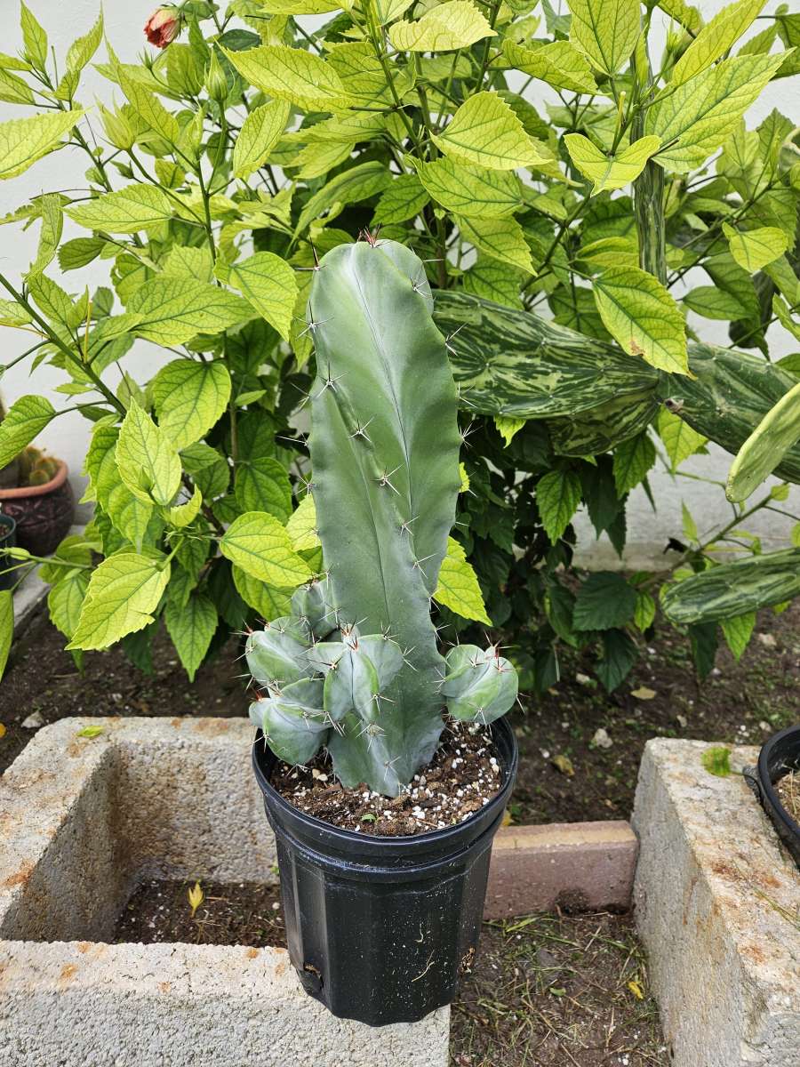 Gray Ghost Organ Pipe