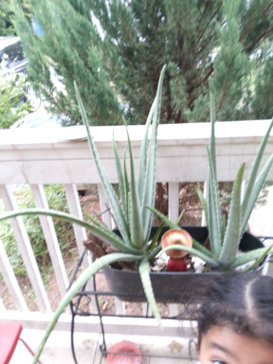 savilas   ruda romero DIFERENTE PRECIO