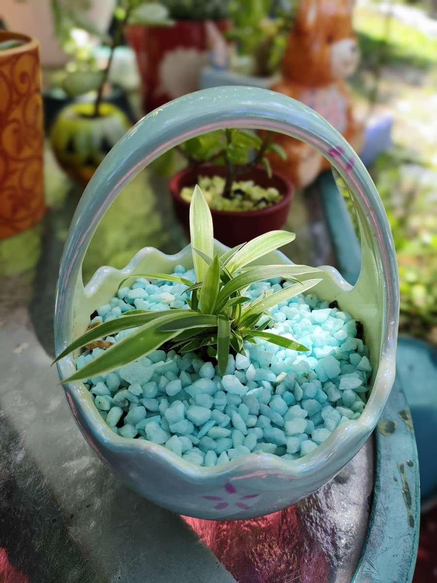 plantas naturales natural plants