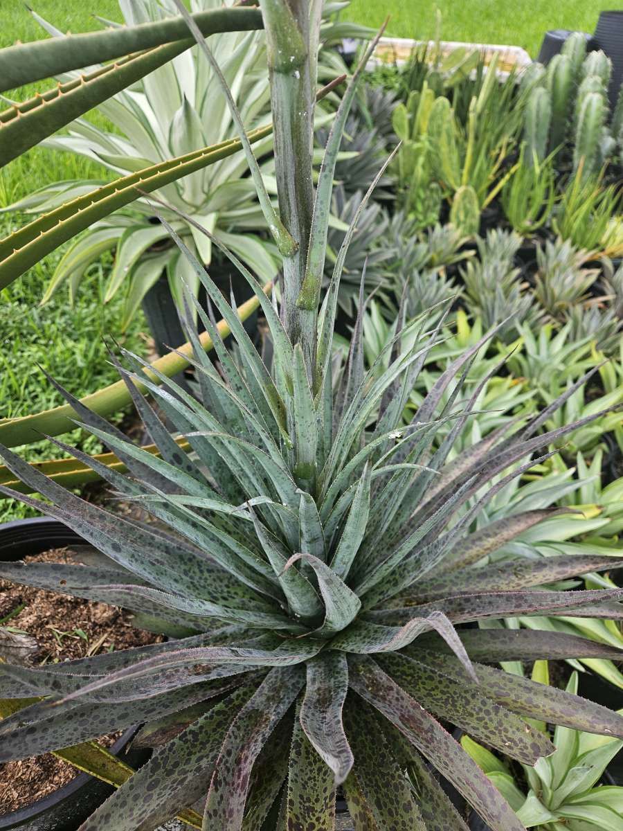 Mangave pineapple express