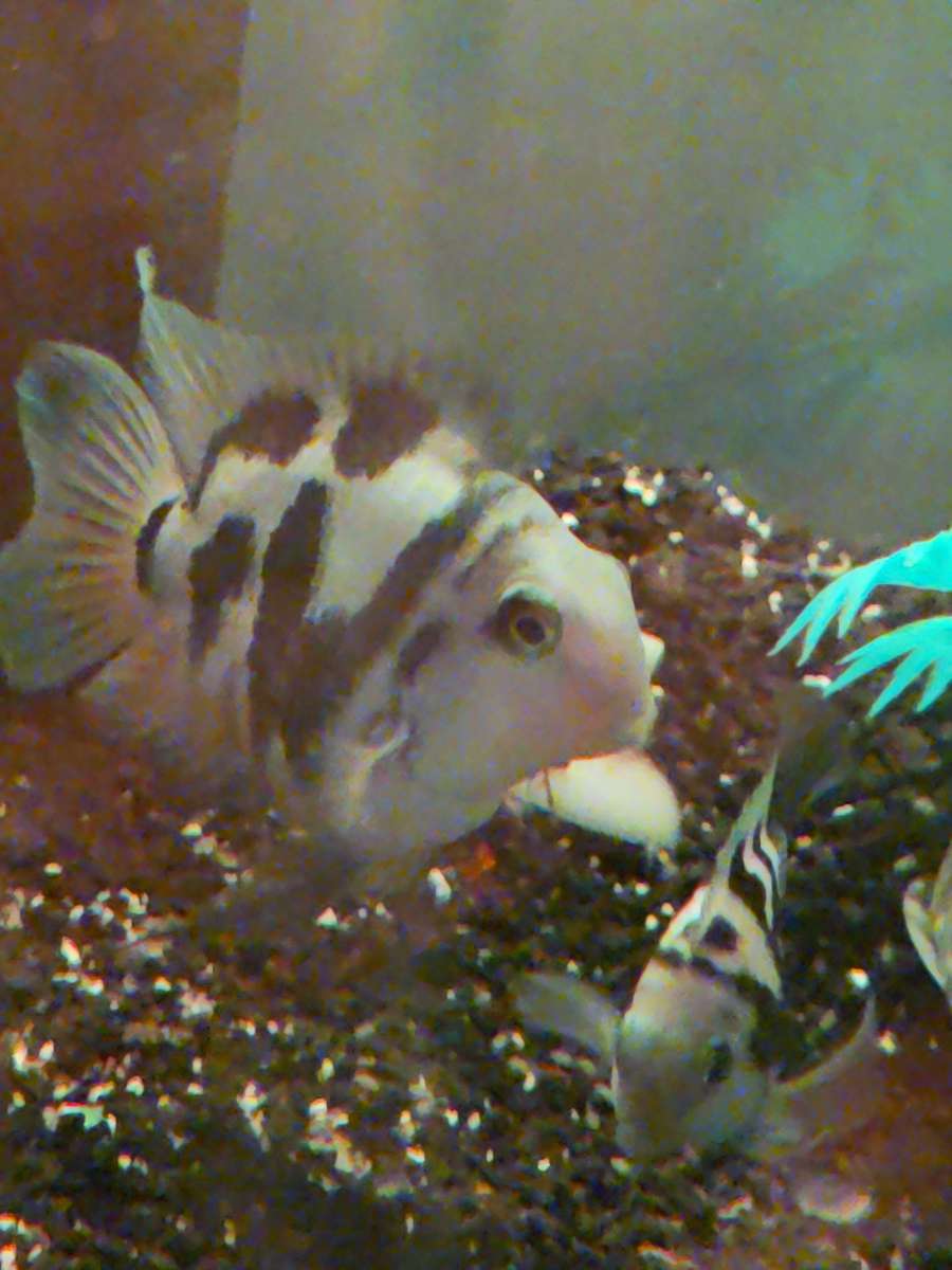 African cichlids convicts and blue polar parrots Tank care