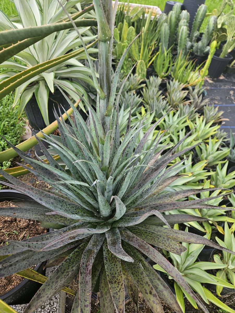 Mangave pineapple express