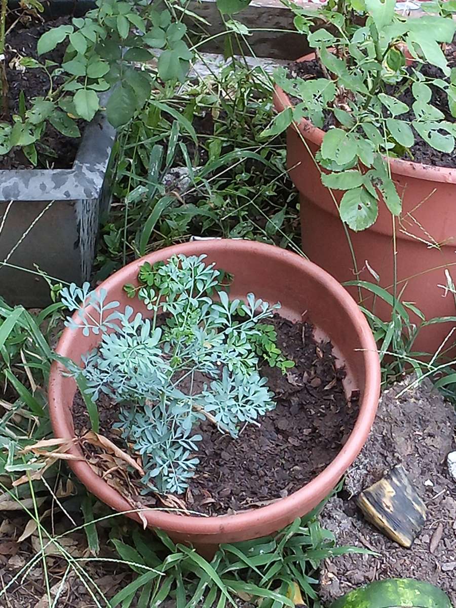 savilas   ruda romero DIFERENTE PRECIO