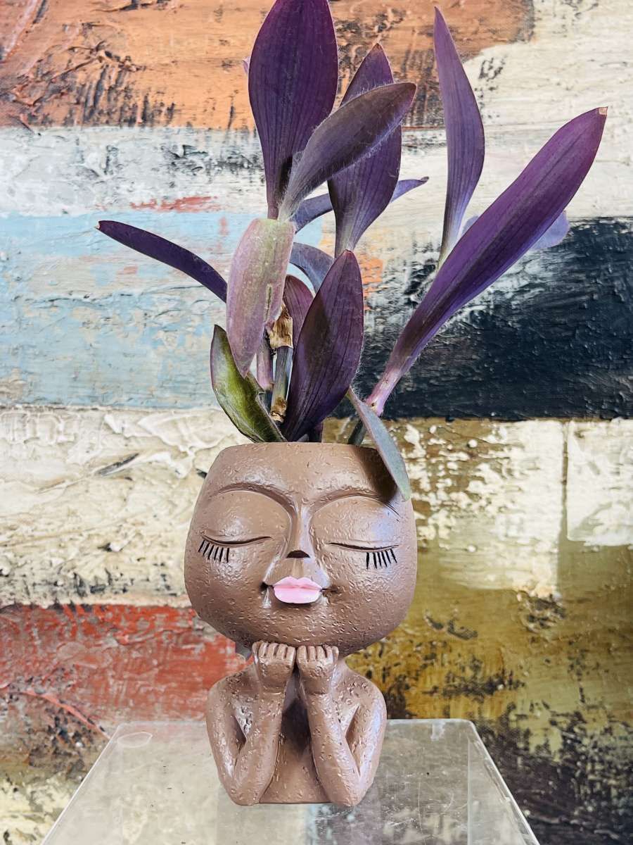 Purple Heart Tradescantia