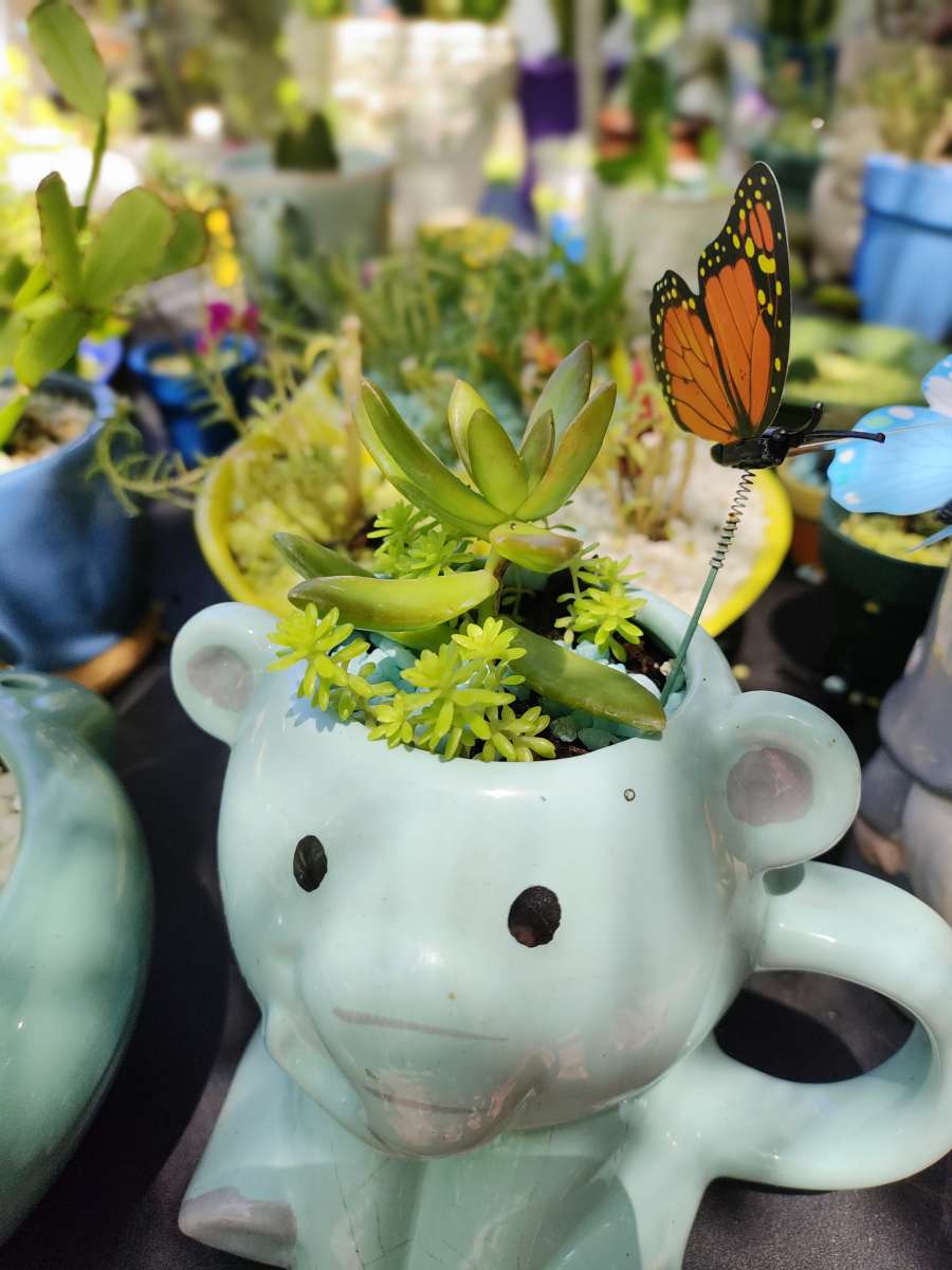 plantas naturales natural plants