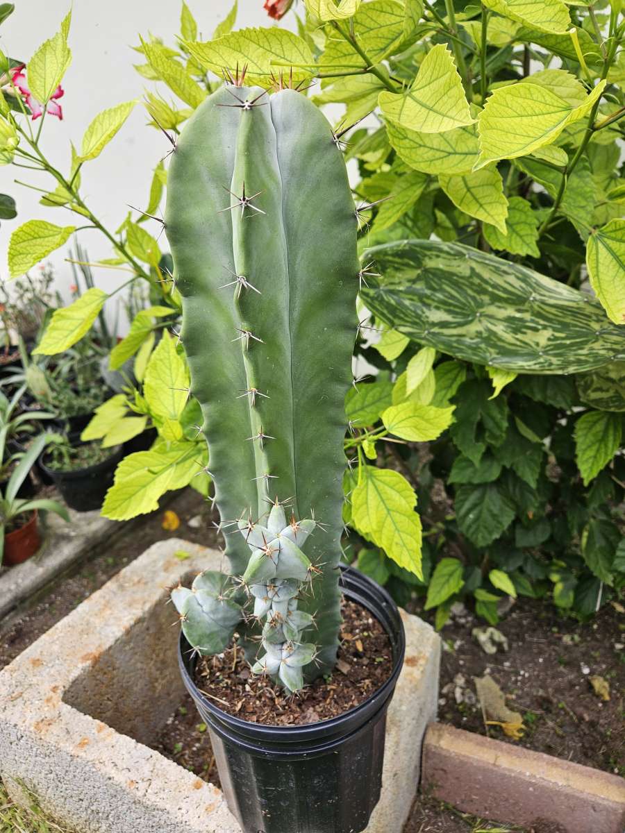 Gray Ghost Organ Pipe