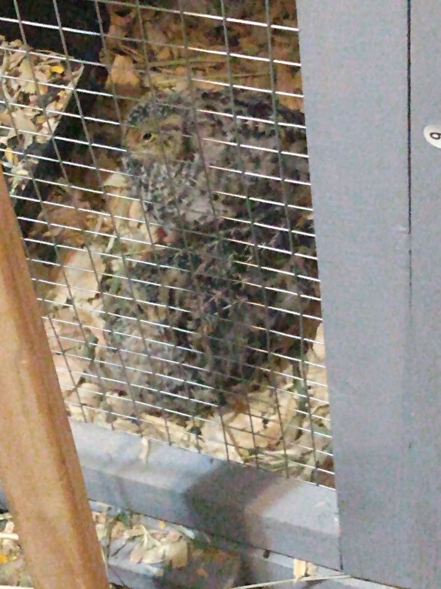 quail and quail products