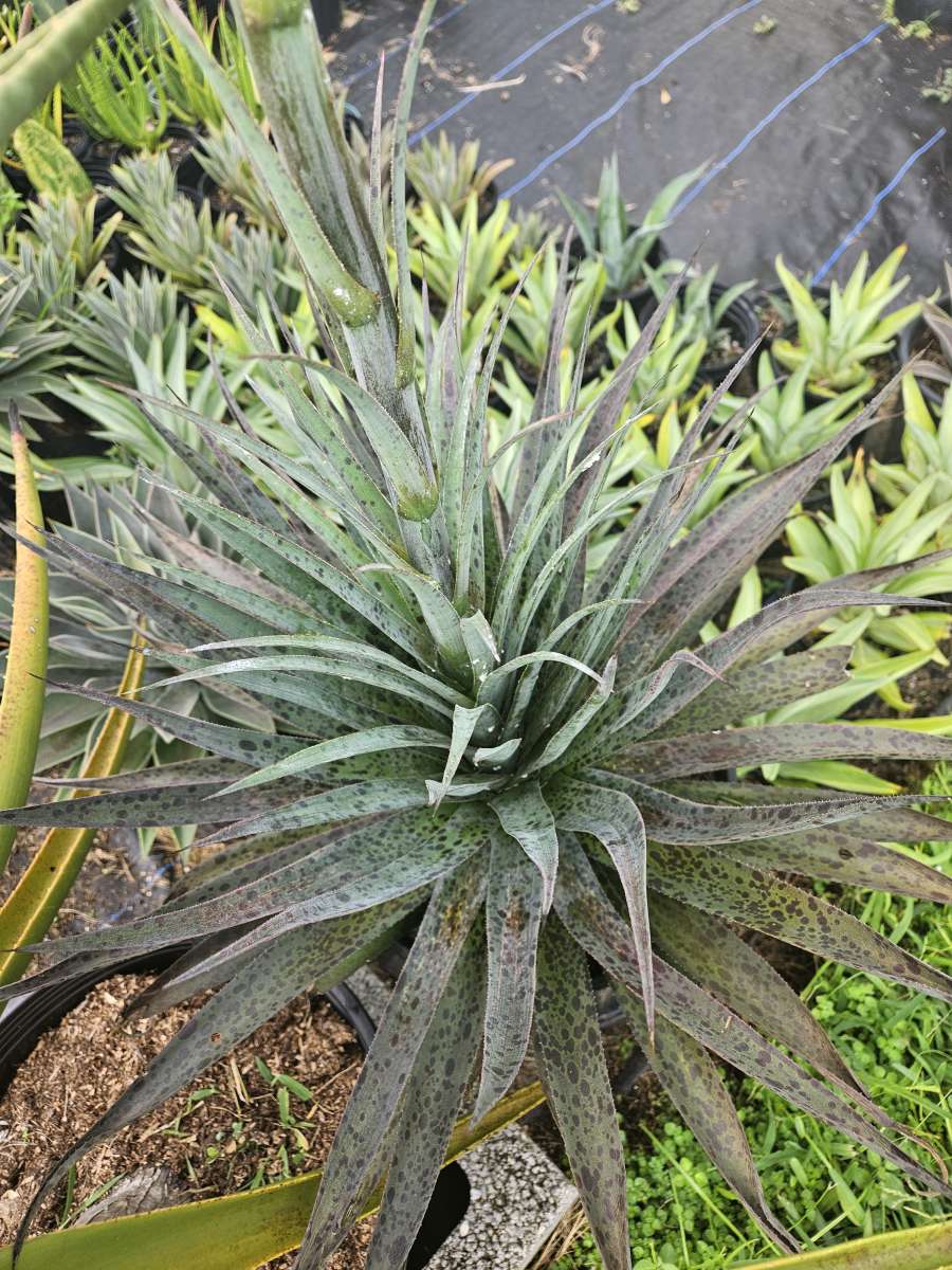 Mangave pineapple express