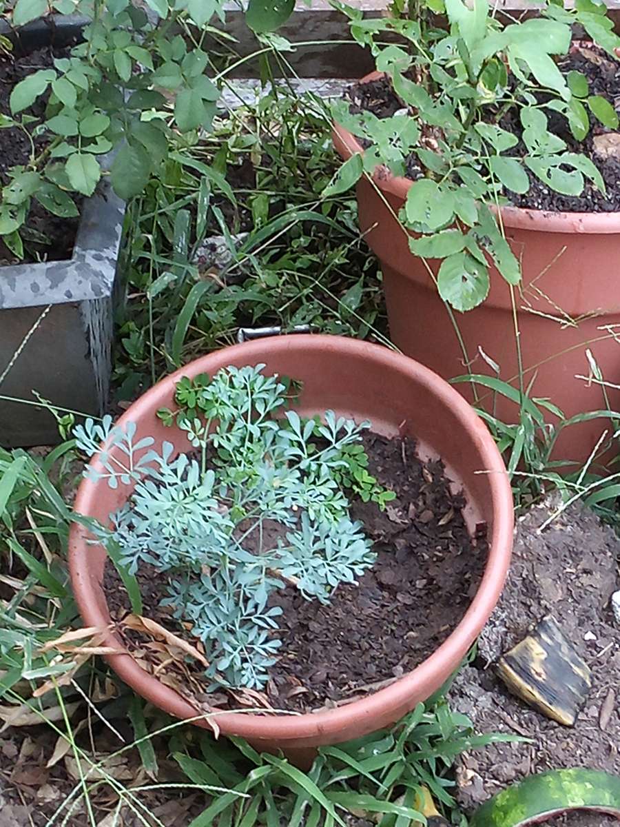 savilas   ruda romero DIFERENTE PRECIO