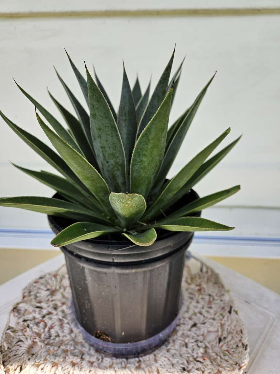 mangave lavender lady