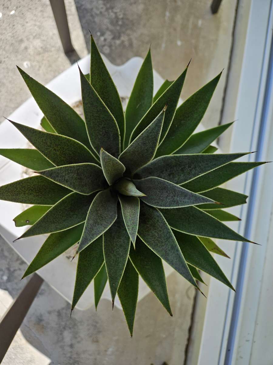 mangave lavender lady