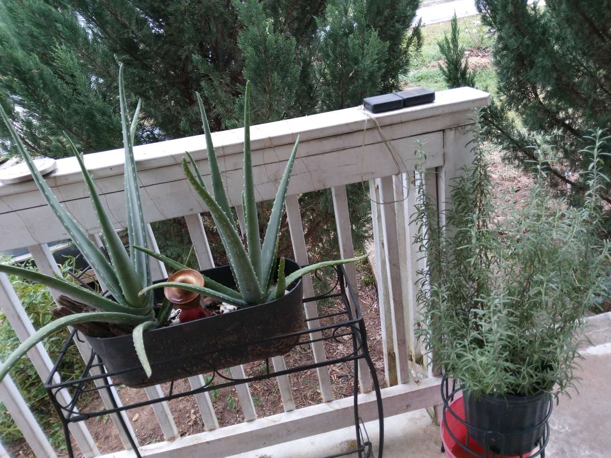 savilas   ruda romero DIFERENTE PRECIO