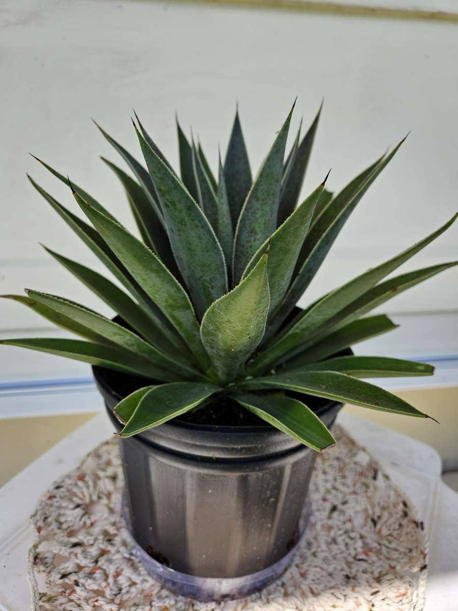 mangave lavender lady