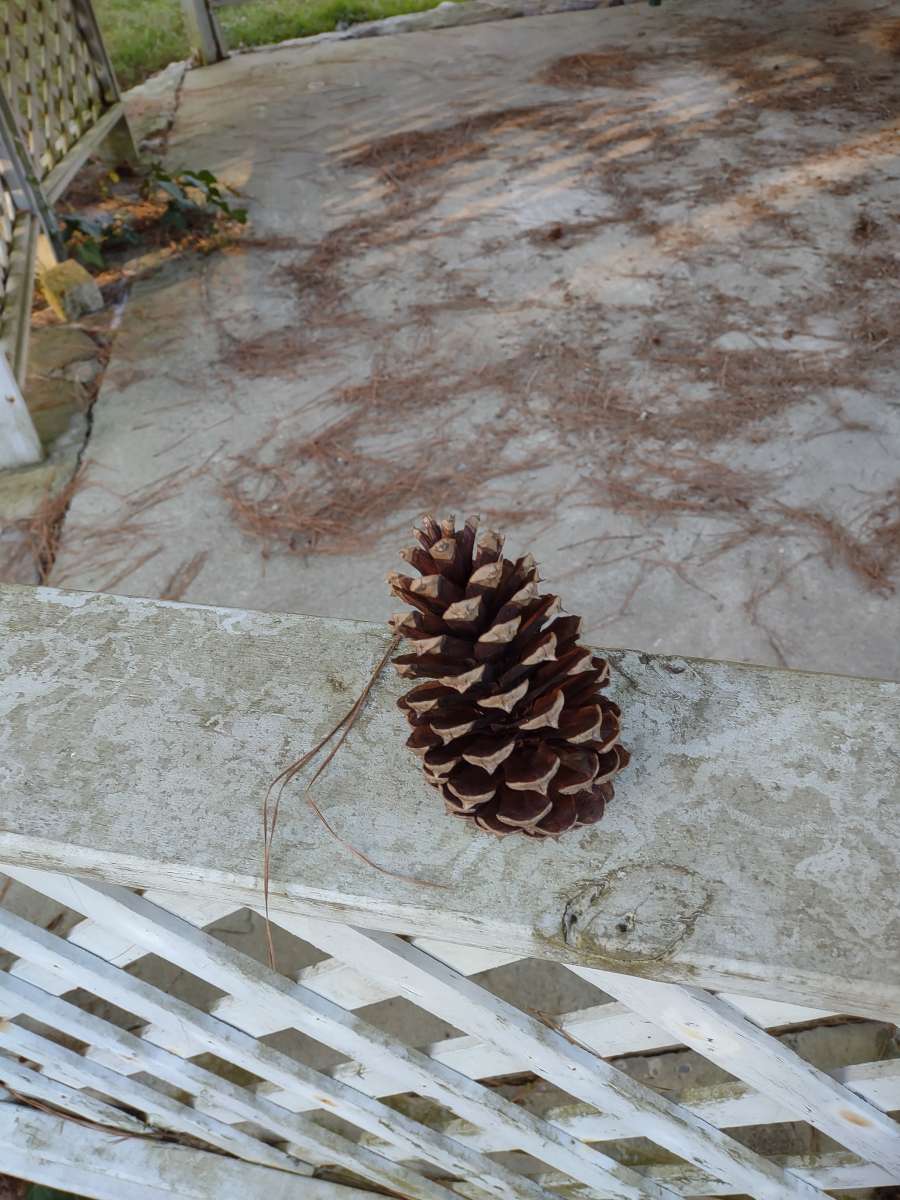 Pine cones
