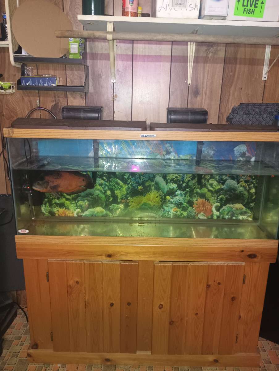 75 gallon fish tank with stand and fish