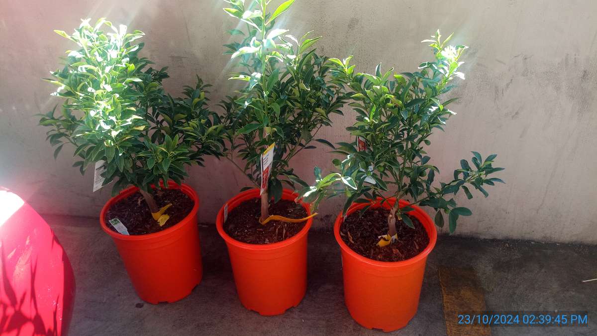 Nagami kumquat trees