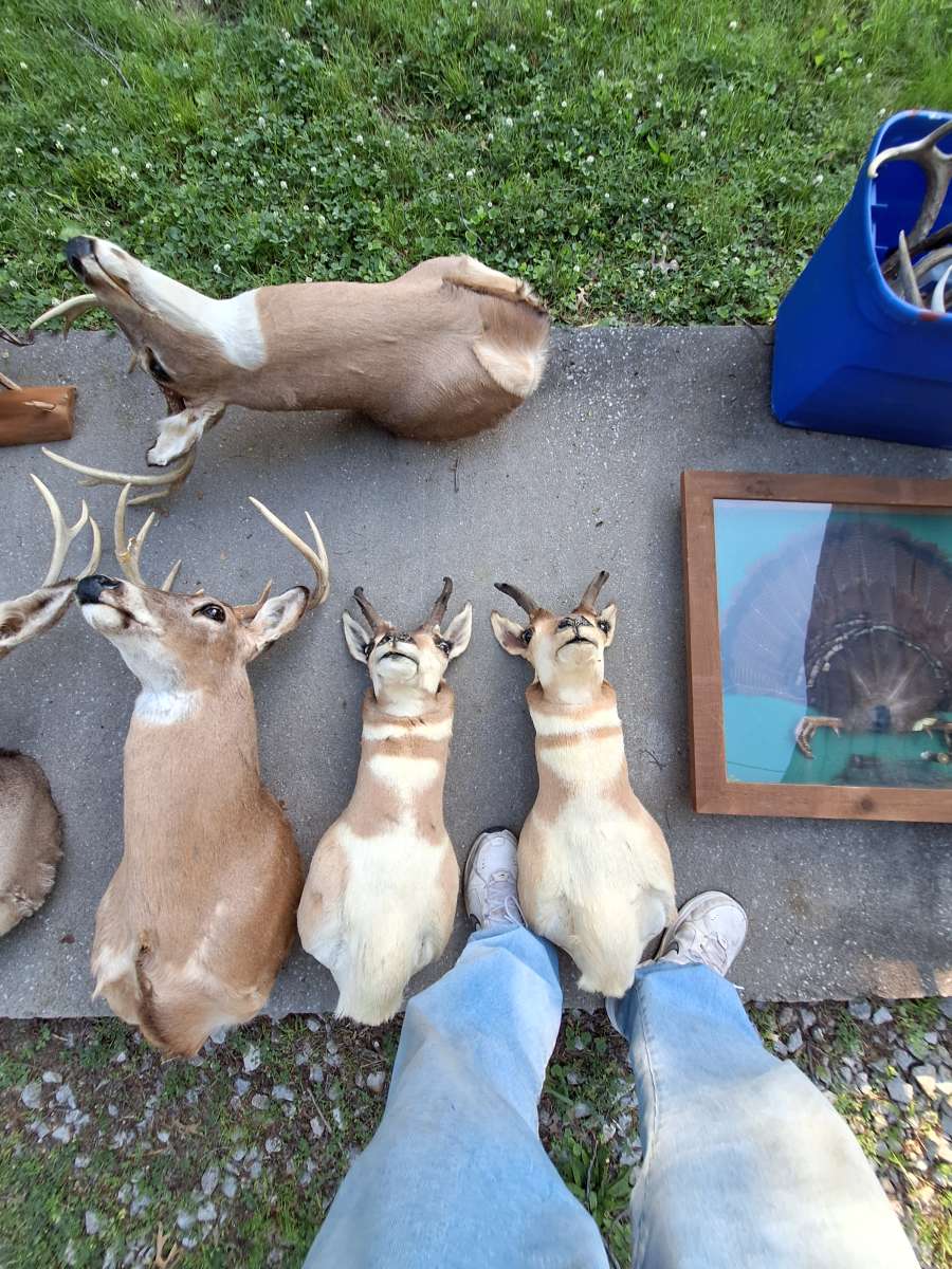 Deer mounts and others