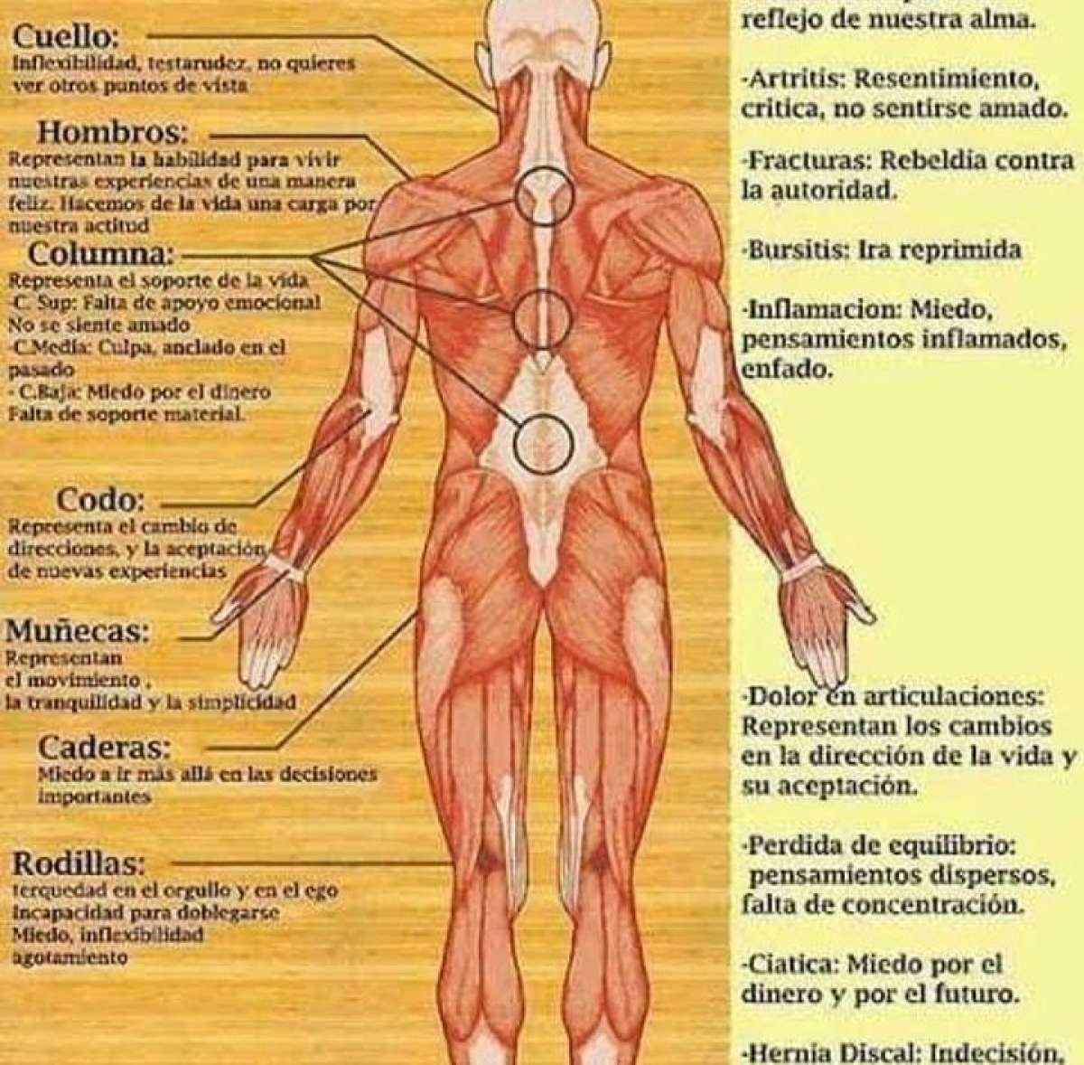 sobador masajista Edgar a domicilio