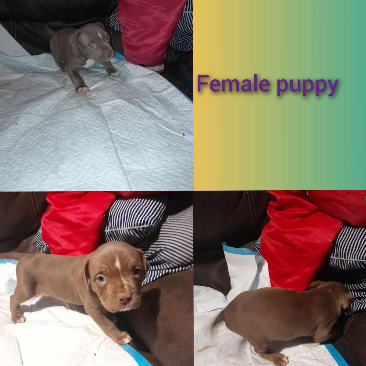 American Bully