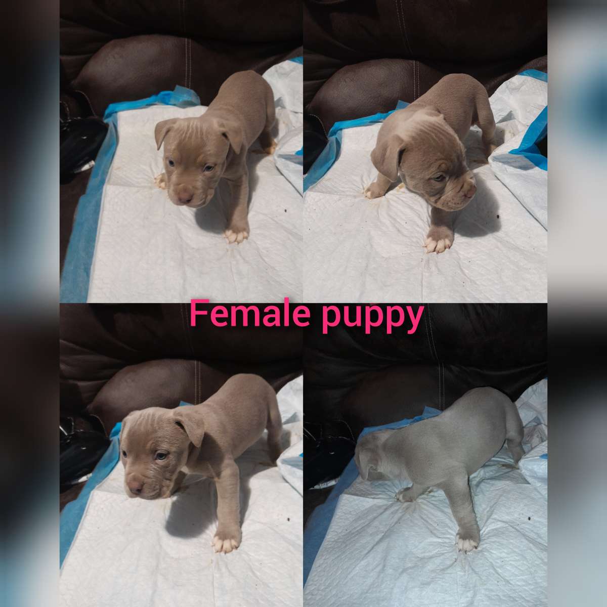 American Bully