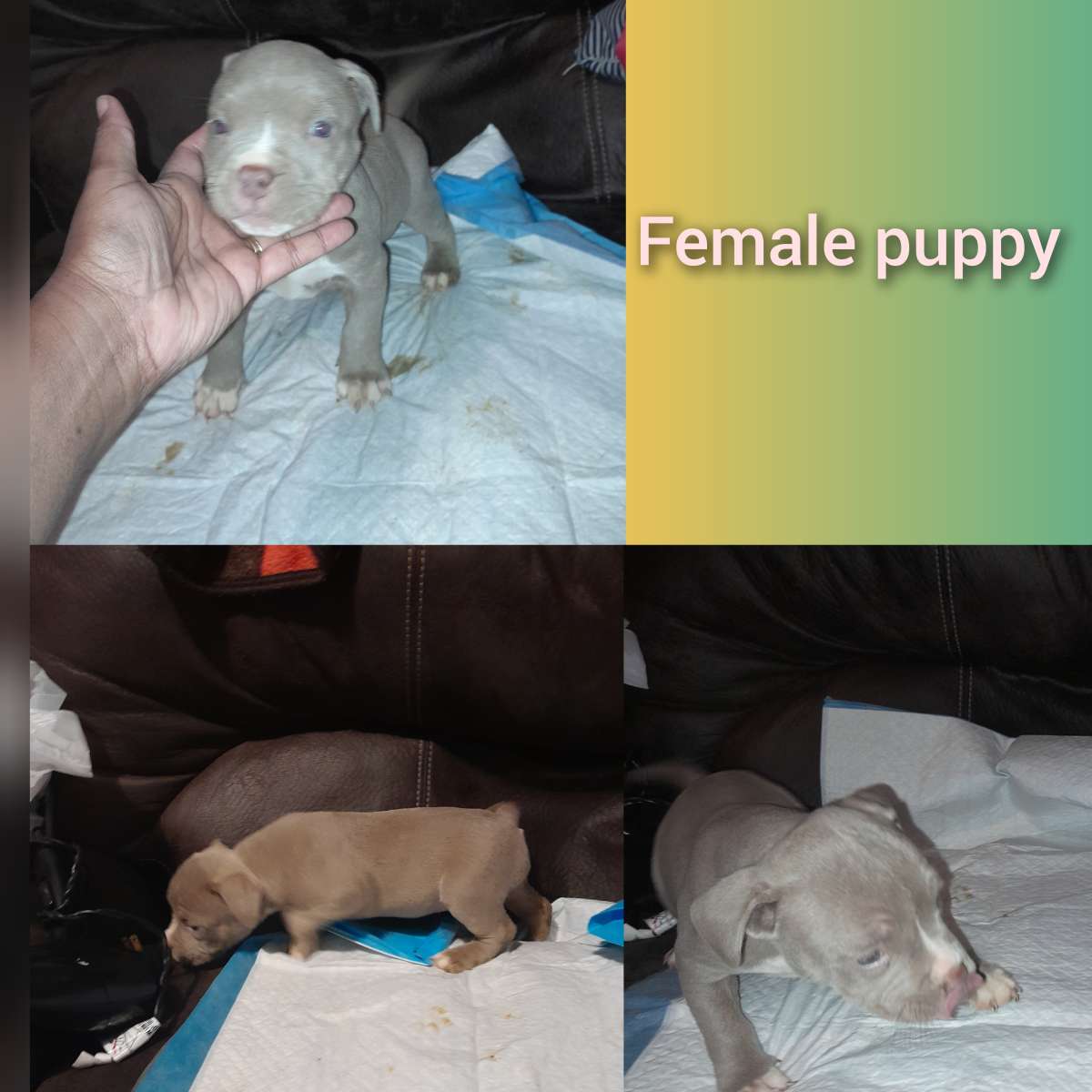 American Bully