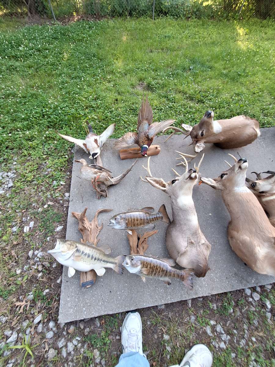 Deer mounts and others